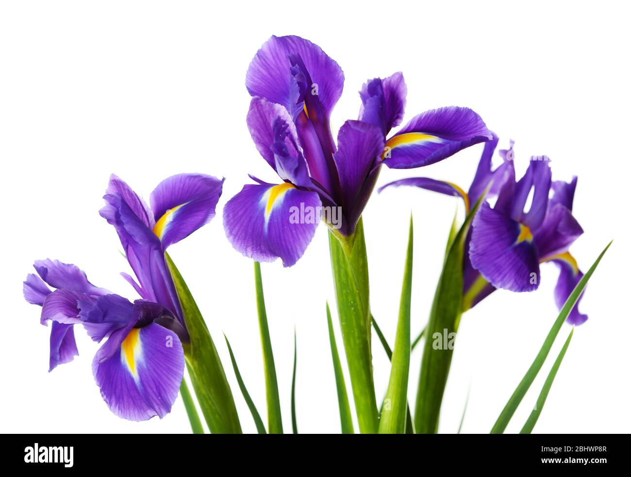 Iris flowers isolated on white Stock Photo Alamy