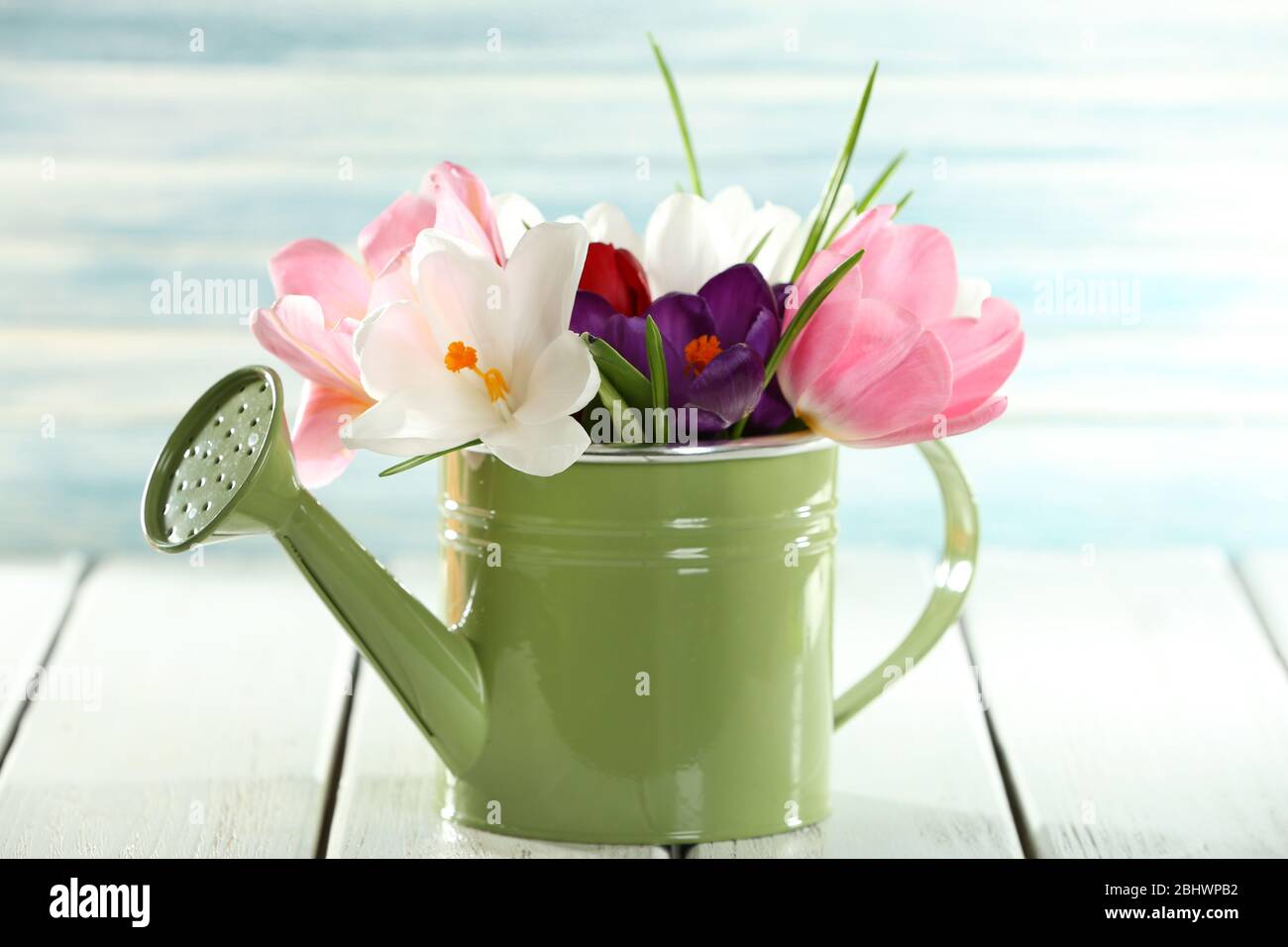 Beautiful spring flowers in metal watering can on blue background Stock ...
