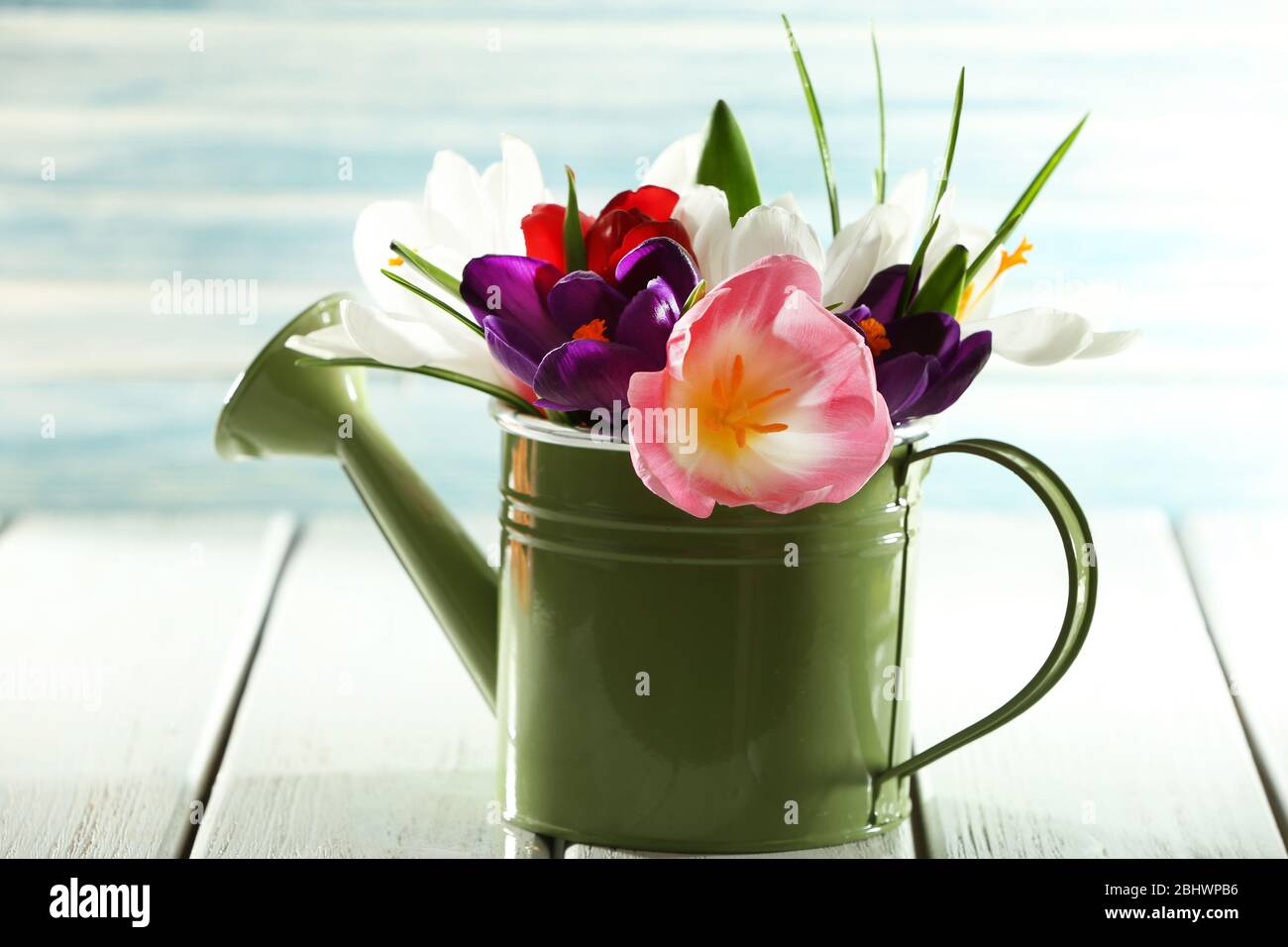 Beautiful spring flowers in metal watering can on blue background Stock ...