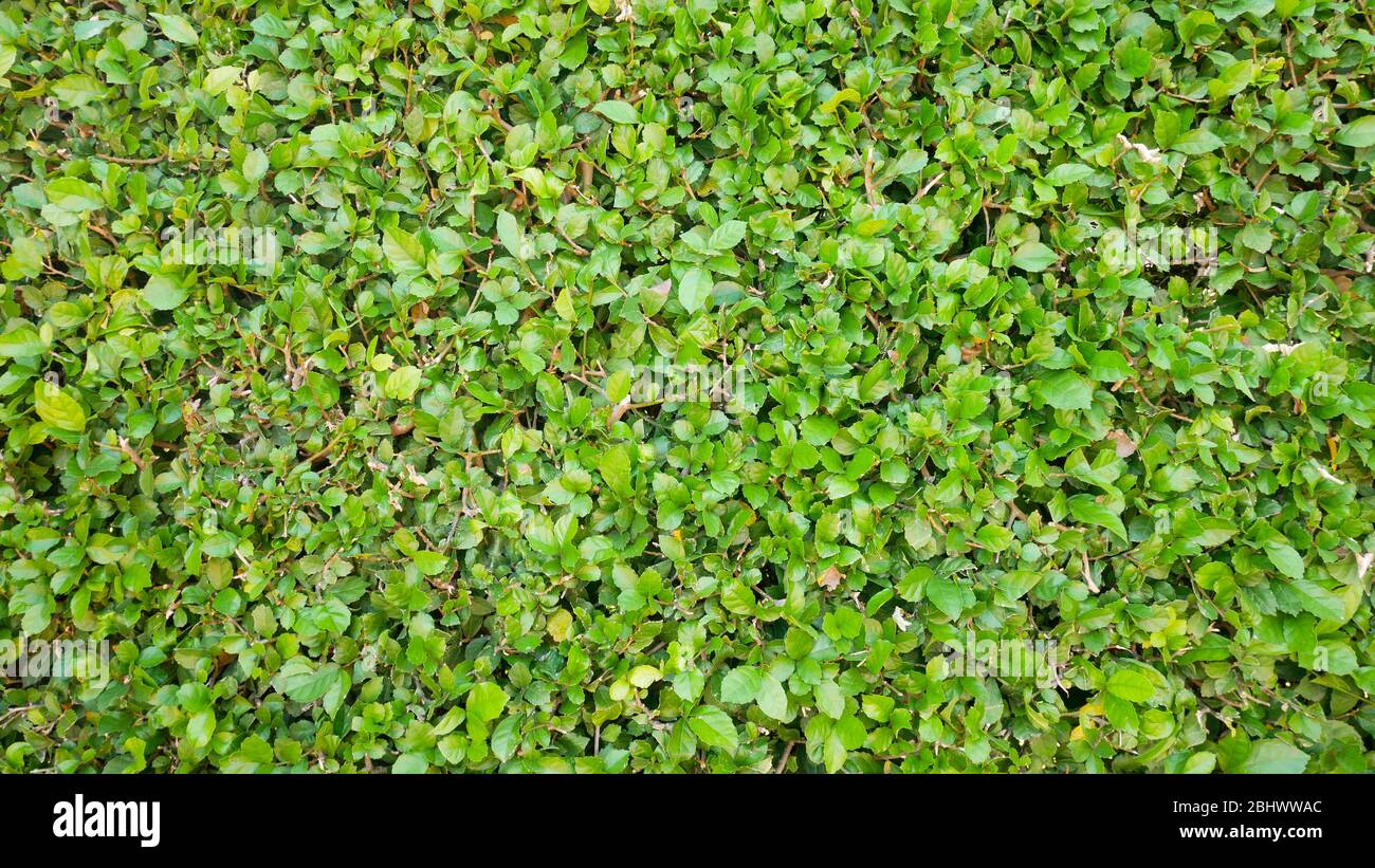 Carmona retusa fukien tea tree green plant background.Green leaf small in garden outdoor.Nature grass Eco environment texture.Plant foliage park.Decor Stock Photo