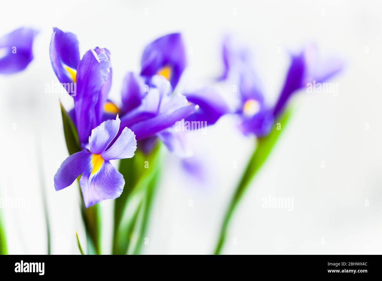 Japanese iris, flowers over blurred white background, macro photo with selective focus. Iris Laevigata Stock Photo