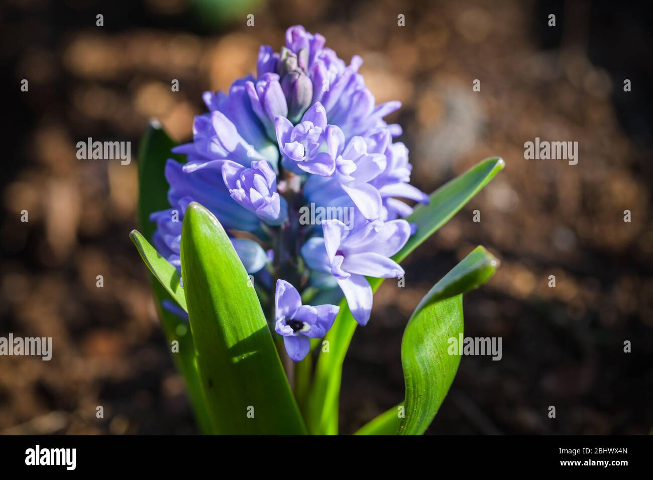 Hyacinths flowers in spring garden. Hyacinthus is a small genus of bulbous, fragrant flowering plants in the family Asparagaceae, subfamily Scilloidea Stock Photo