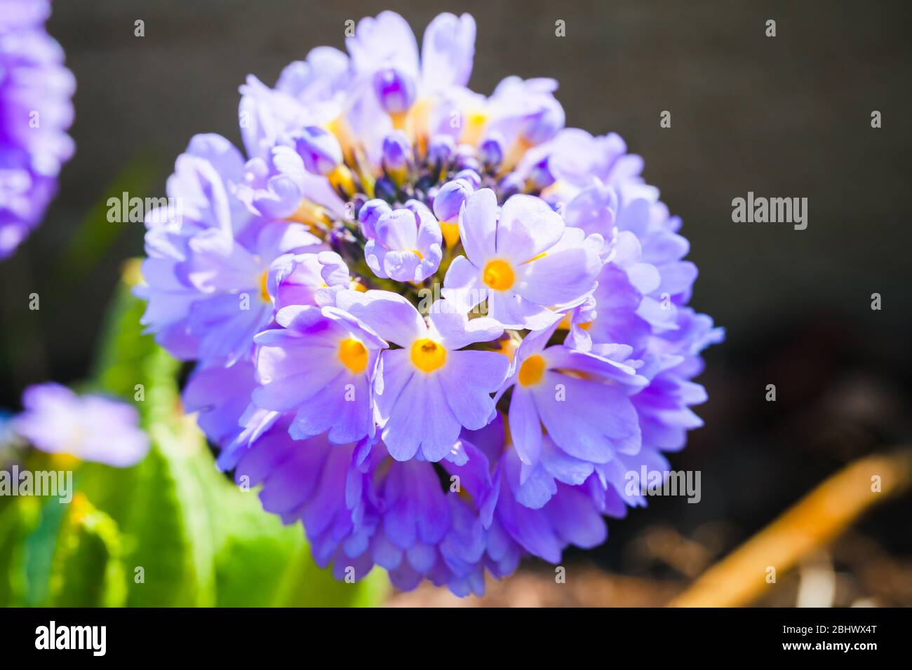 Bright spring flowers, macro photo. Primula denticulata, or the drumstick primula, flowering plant in the family Primulaceae Stock Photo