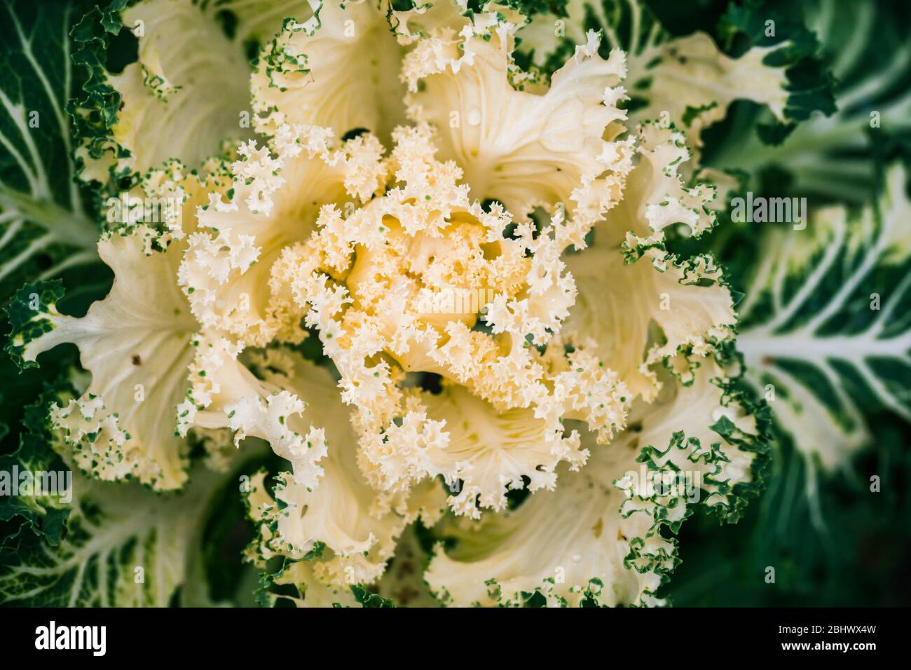 Decorative yellow green cabbage leaves, close-up photo with soft selective focus Stock Photo