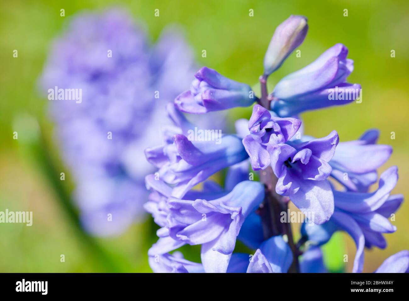 Hyacinths flowers macro photo. Hyacinthus is a small genus of bulbous, fragrant flowering plants in the family Asparagaceae, subfamily Scilloideae Stock Photo