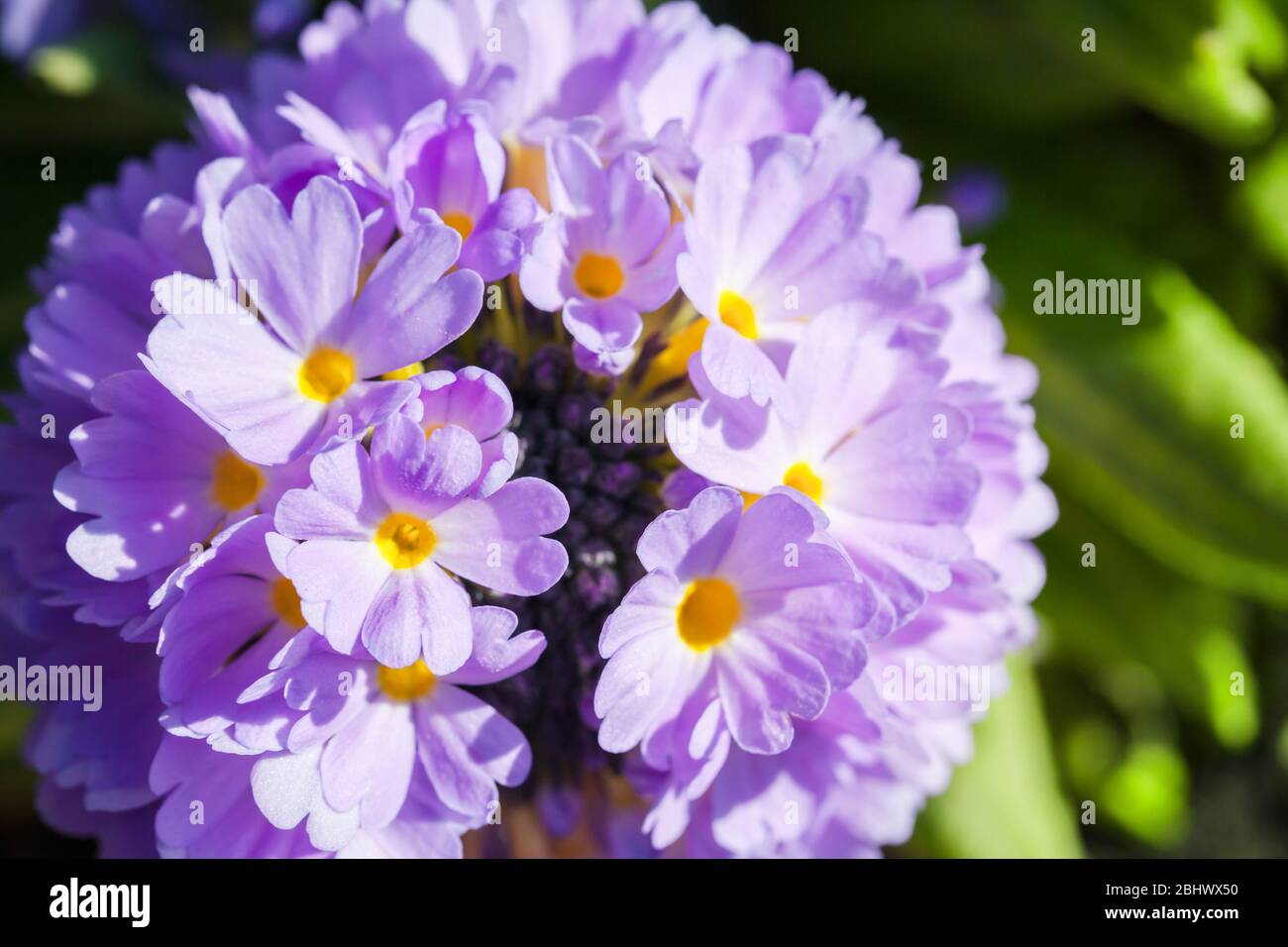 Bright spring flowers in a sunshine, macro photo. Primula denticulata, or the drumstick primula, flowering plant in the family Primulaceae Stock Photo