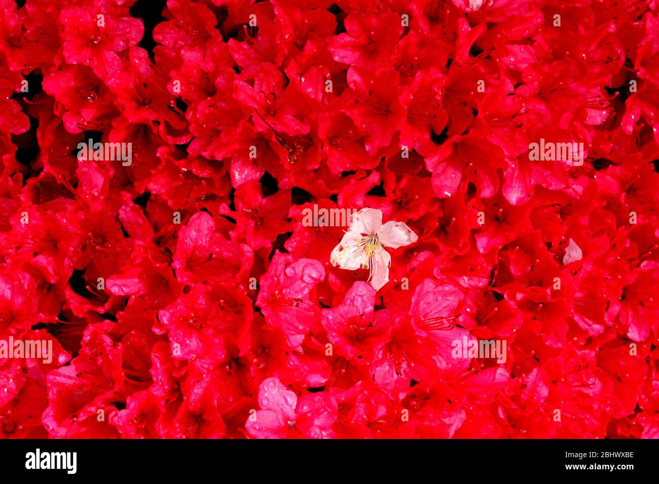 One white cherry blossom amongst a swathe of red flowers Stock Photo