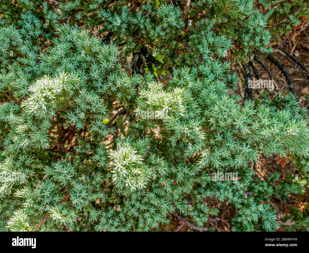 Mexican Pinyon tree in outdoor garden.Bunch decoration autumn and winter season.Texture leaves nature Stock Photo