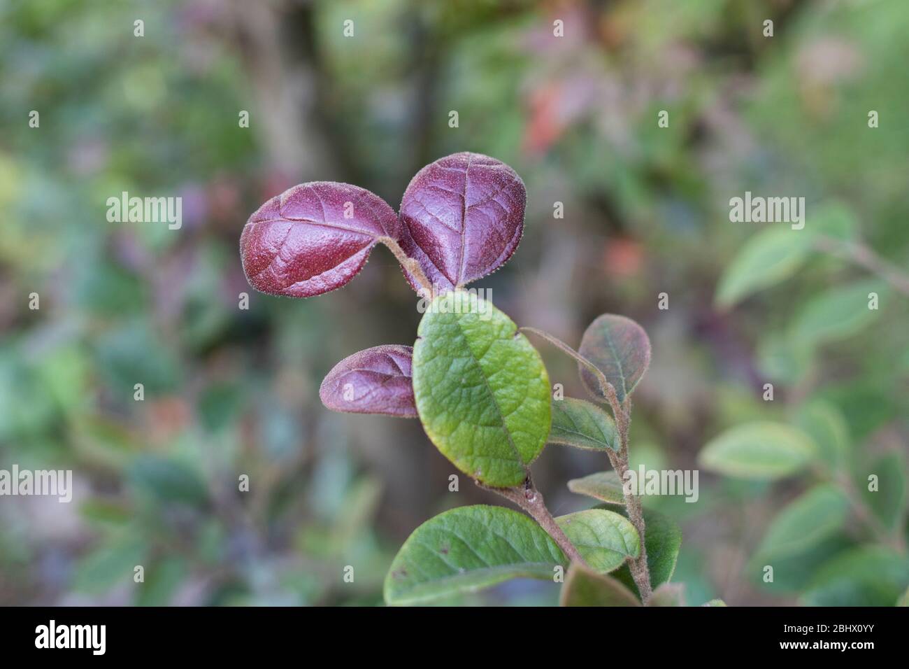 Redflower Loropetalum's red flowers and leaves. Loropetalum chinense ...