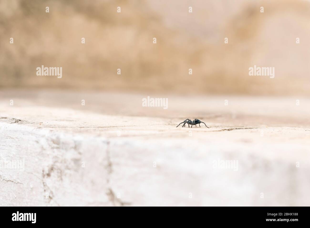 Tarantulas are the largest spiders in the lycoside family (Lycosidae), especially members of the Lycosa genus such as Lycosa tarantula Stock Photo