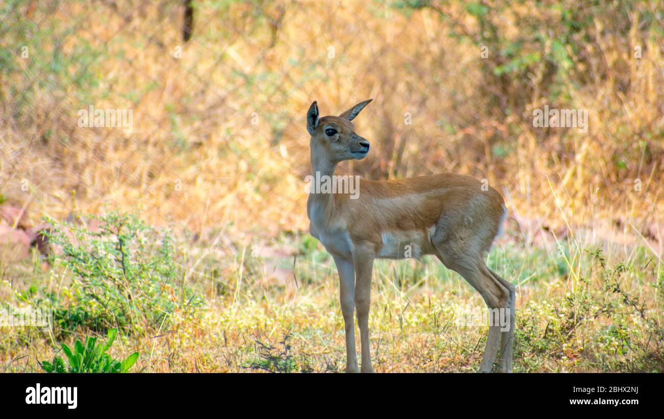 Femal Blackbuck; antelope; mammal Stock Photo