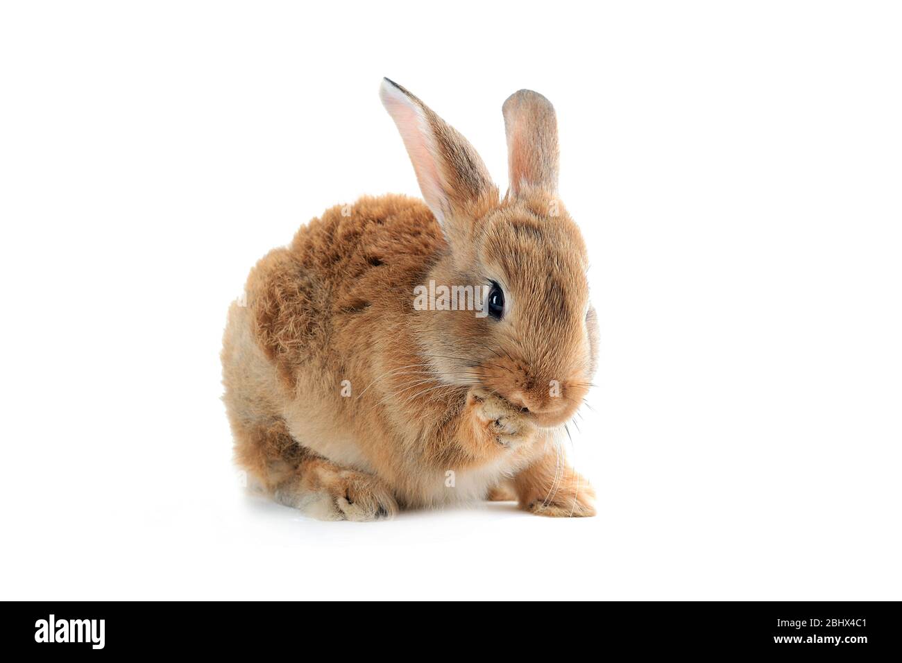 Little rabbit isolated on white Stock Photo - Alamy