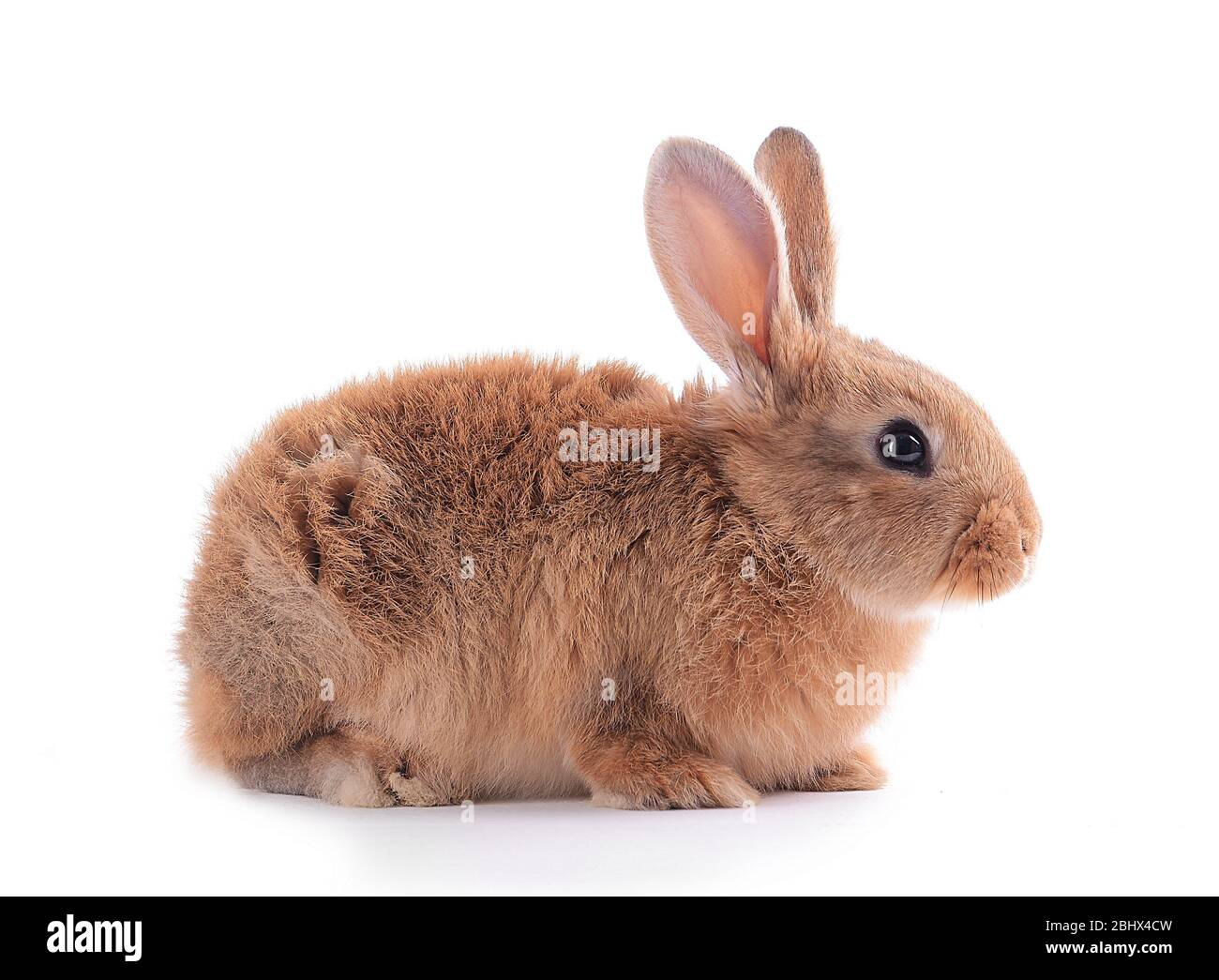 Little rabbit isolated on white Stock Photo - Alamy