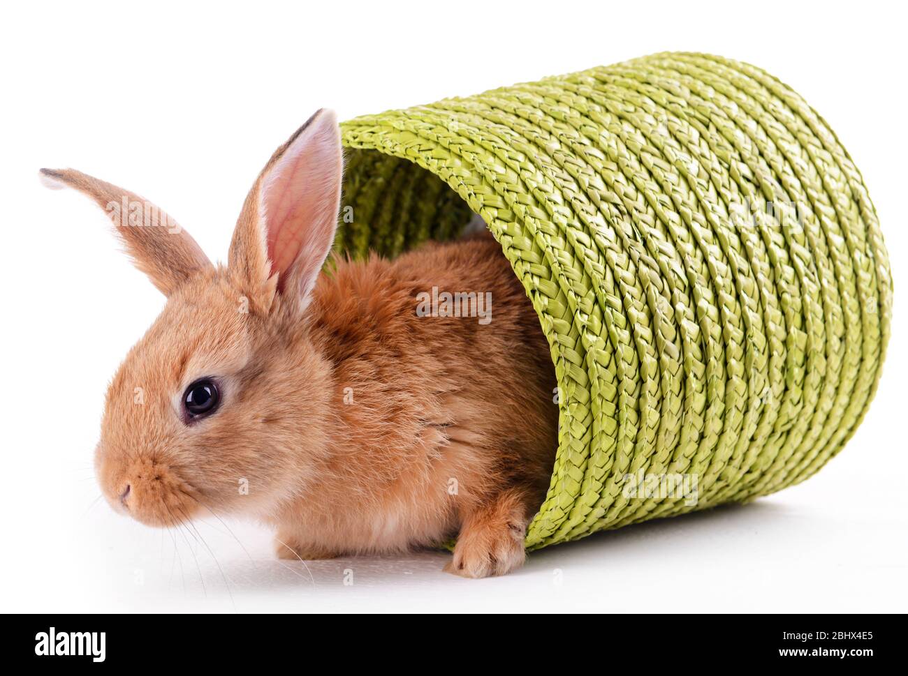 Little rabbit in wicker basket isolated on white Stock Photo - Alamy