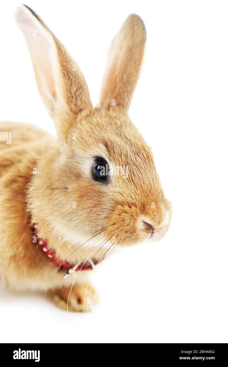 Portrait of red rabbit isolated on white Stock Photo - Alamy