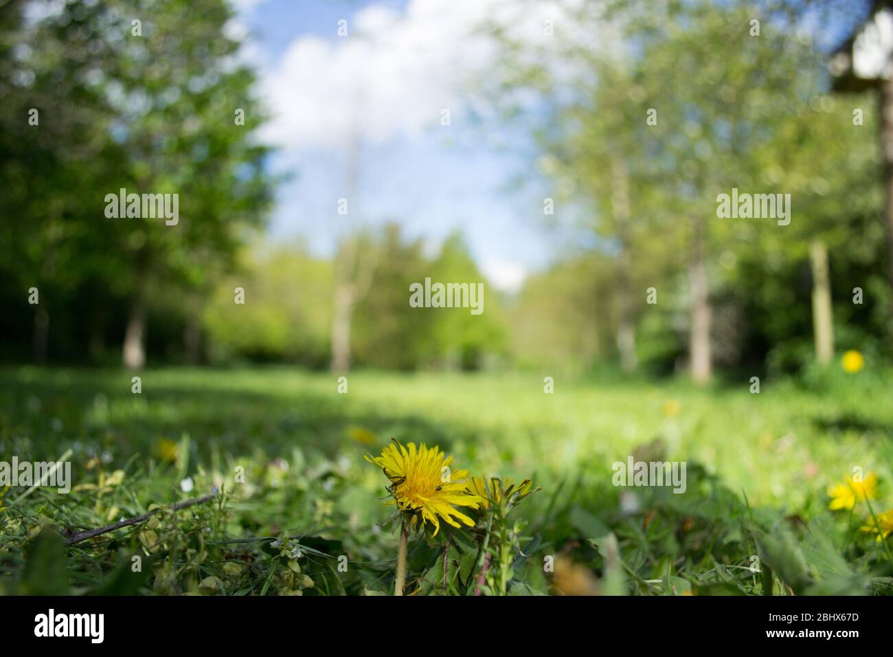 Woodland meadow hi-res stock photography and images - Alamy