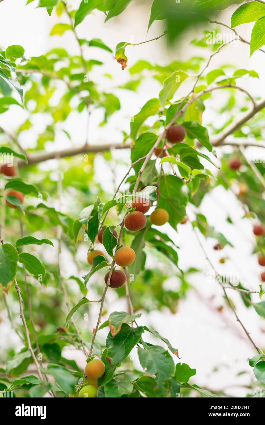 Dovyalis hebecarpa, with common names Ceylon gooseberry, ketembilla, and kitambilla, is a plant in the genus Dovyalis, native to Sri Lanka and souther Stock Photo