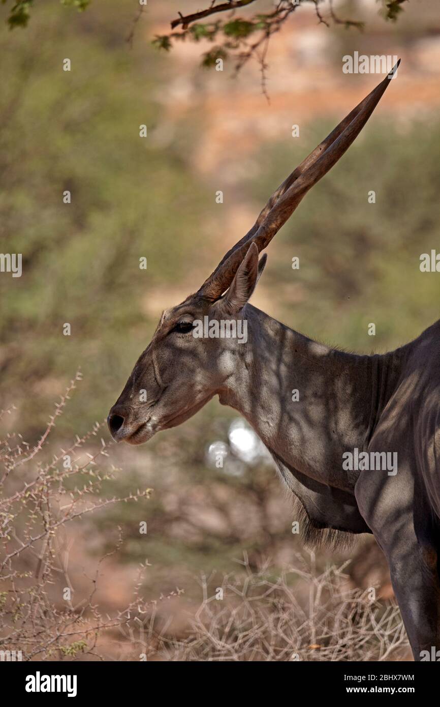 Eland ( Taurotragus oryx ), Twee Rivieren, Kgalagadi Transfrontier Park, South Africa Stock Photo