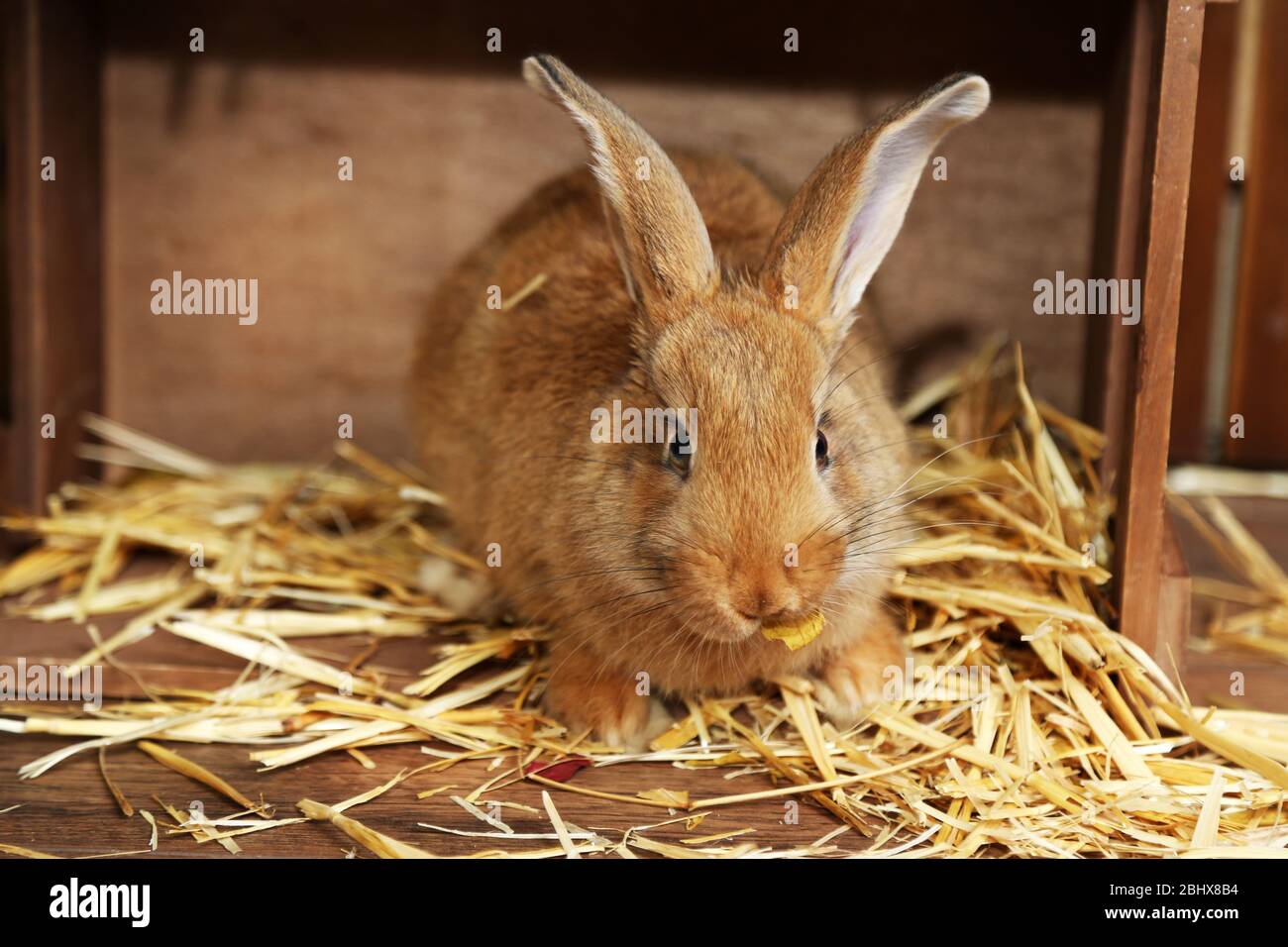 Cute rabbit in barn, close up Stock Photo - Alamy