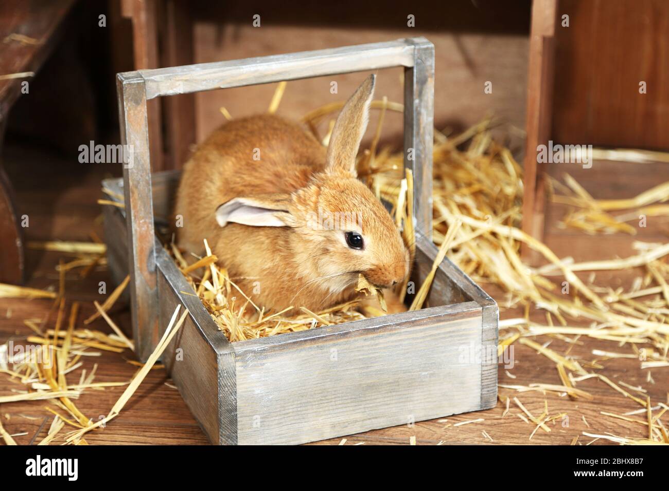 Cute rabbit in barn, close up Stock Photo - Alamy
