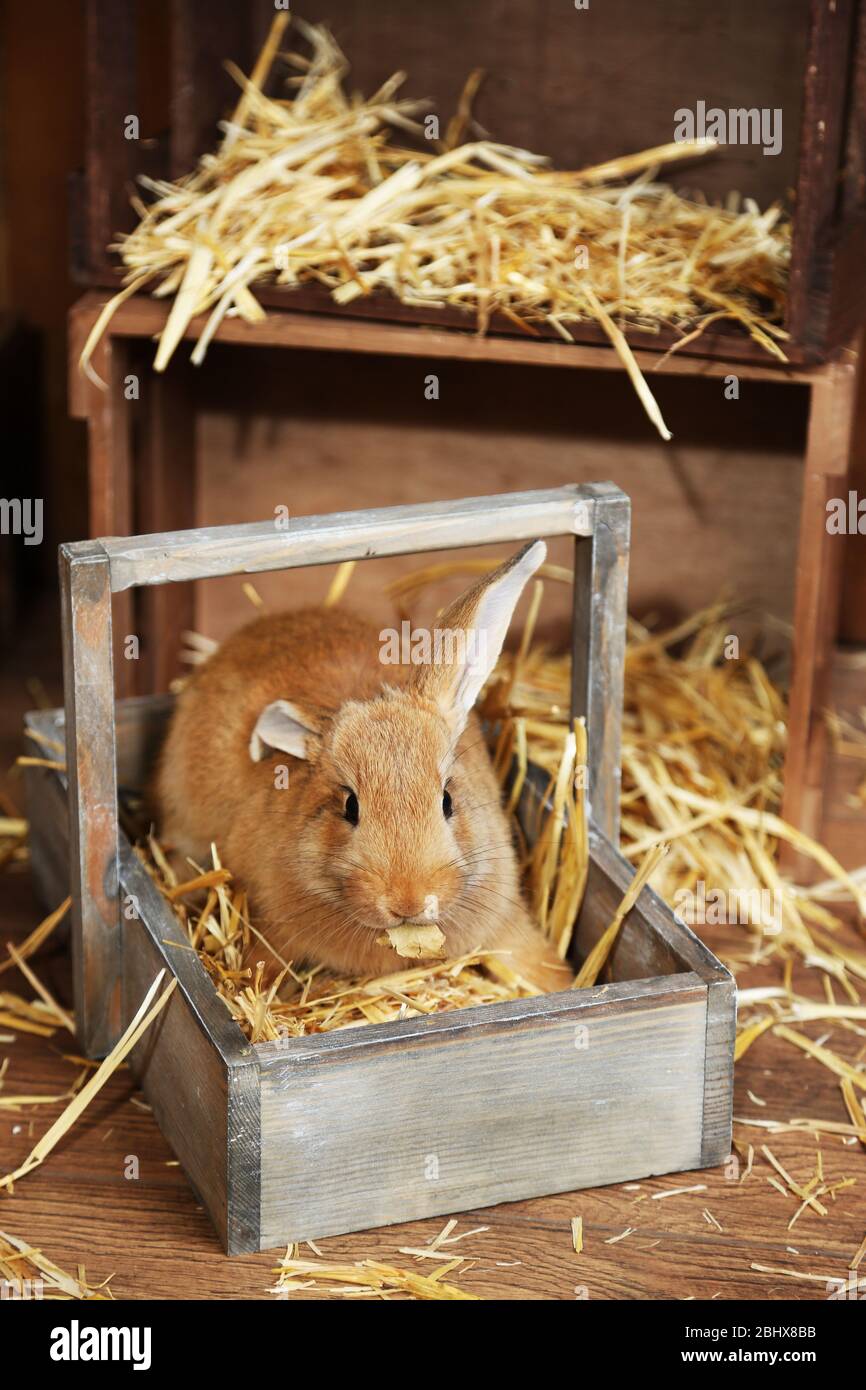 Cute rabbit in barn, close up Stock Photo - Alamy