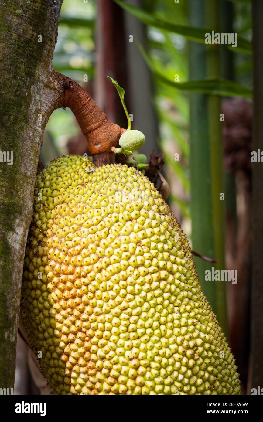 Huge jackfruit closeup growing on tree in rural Vietnam Stock Photo Alamy