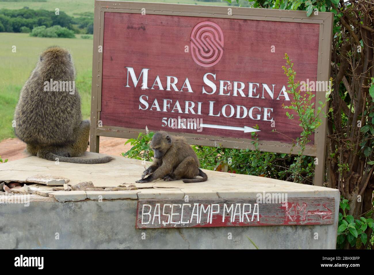 baboons are so interesting to watch. These two are sitting in Masai Mara on a road sign to Mara Serena Safari Lodge Stock Photo