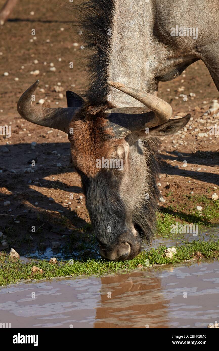 Blue wildebeest (Connochaetes taurinus) drinking from puddle, Kgalagadi Transfrontier Park, South Africa Stock Photo