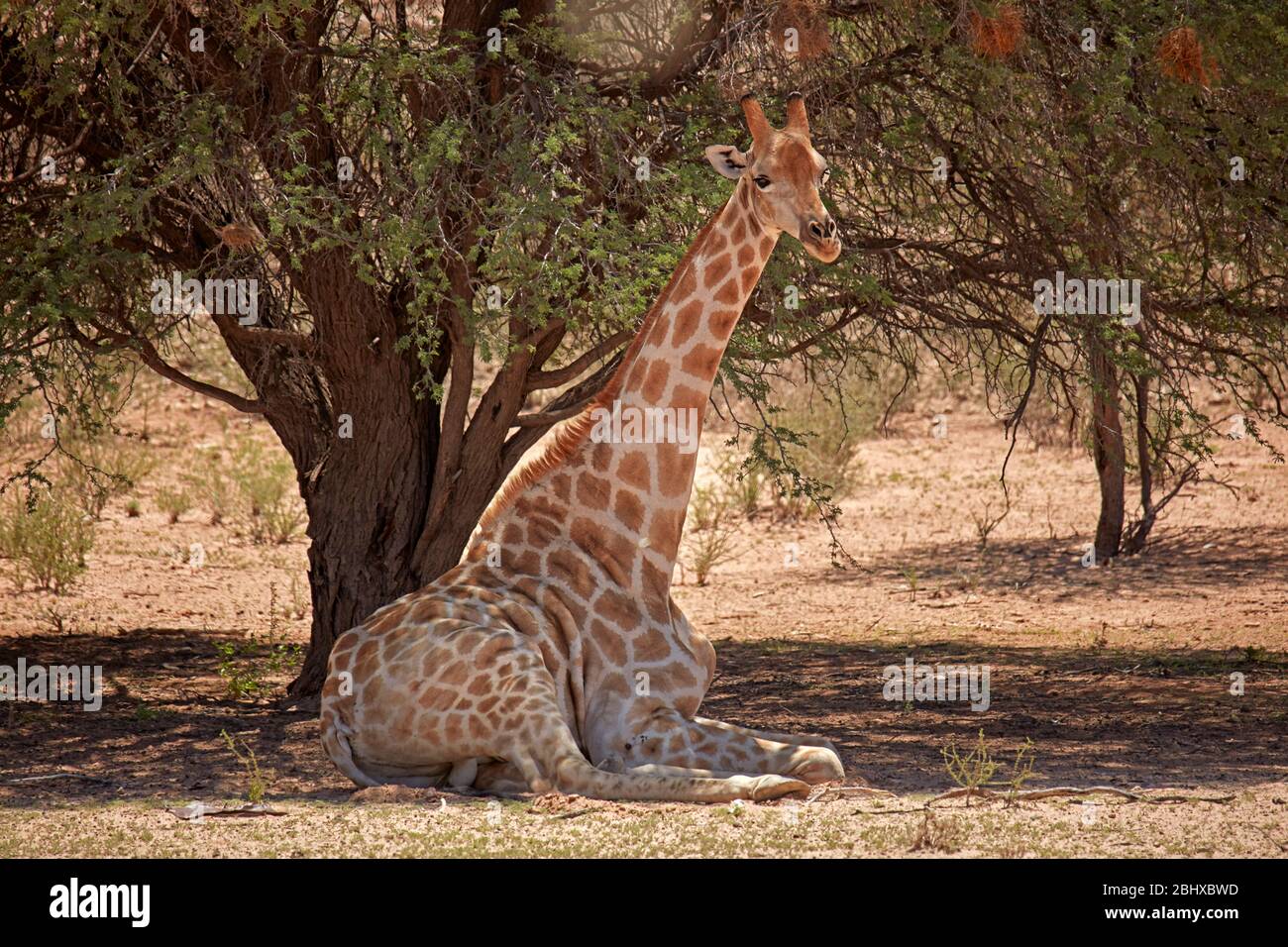 Giraffe (Giraffa camelopardalis angolensis), Kgalagadi Transfrontier Park, South Africa Stock Photo