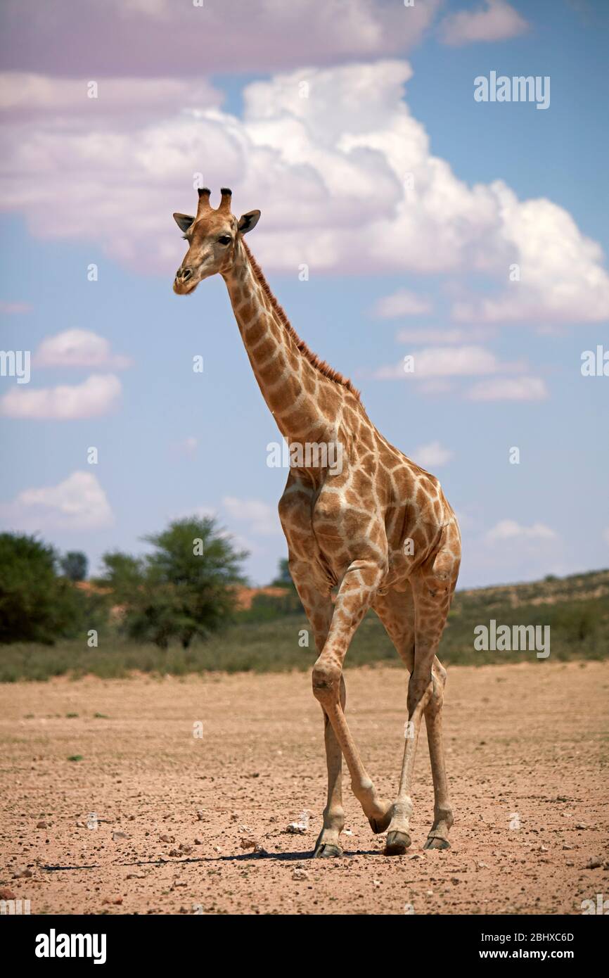 Giraffe (Giraffa camelopardalis angolensis), Kgalagadi Transfrontier Park, South Africa Stock Photo