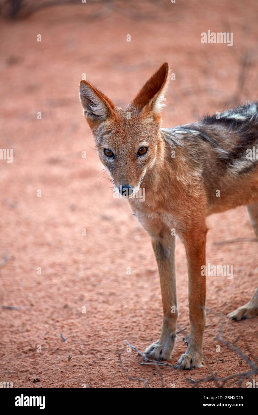 Black-backed jackal (Canis mesomelas), Kgalagadi Transfrontier Park, South Africa Stock Photo