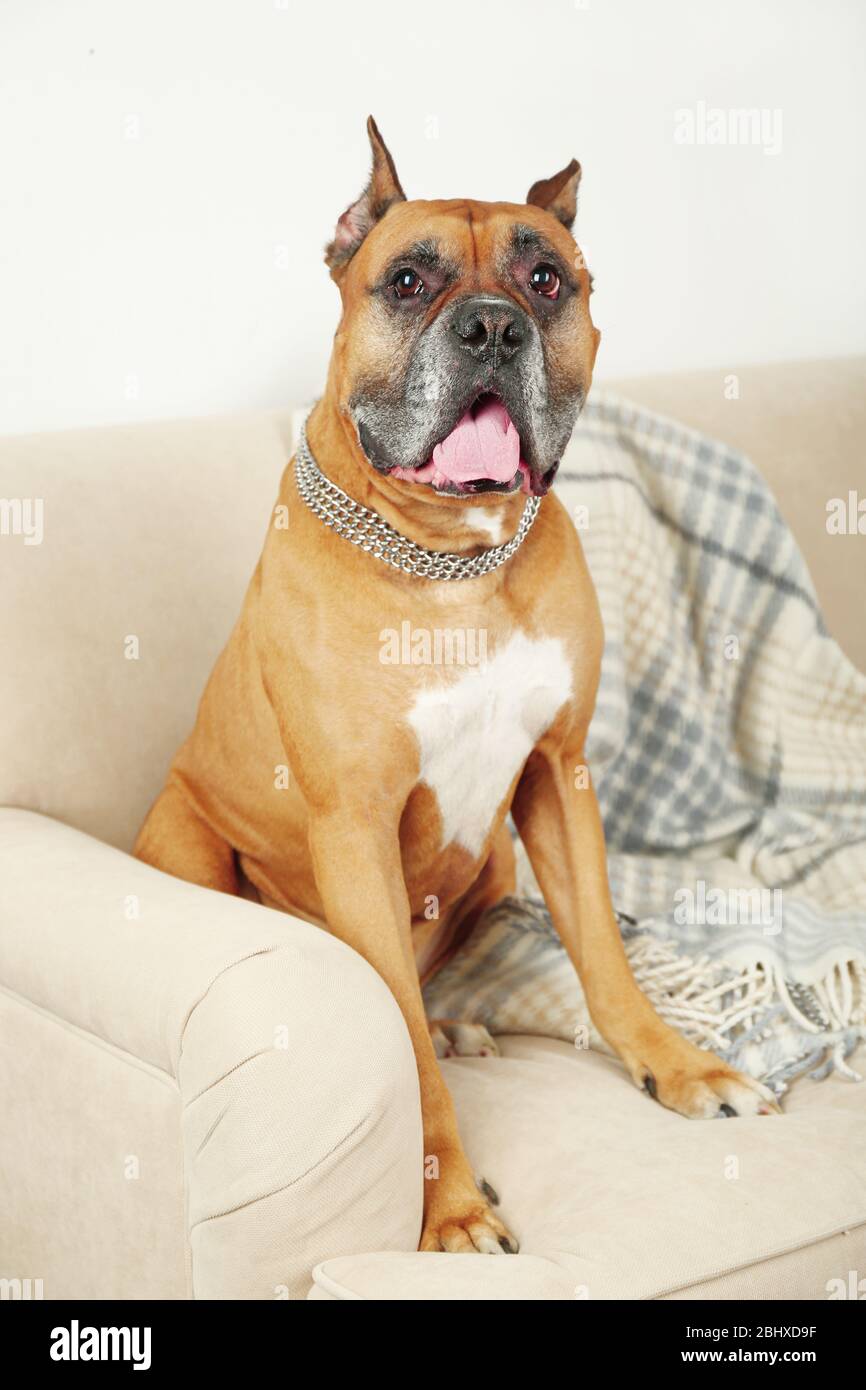 Cute dog sitting on sofa, on home interior background Stock Photo - Alamy