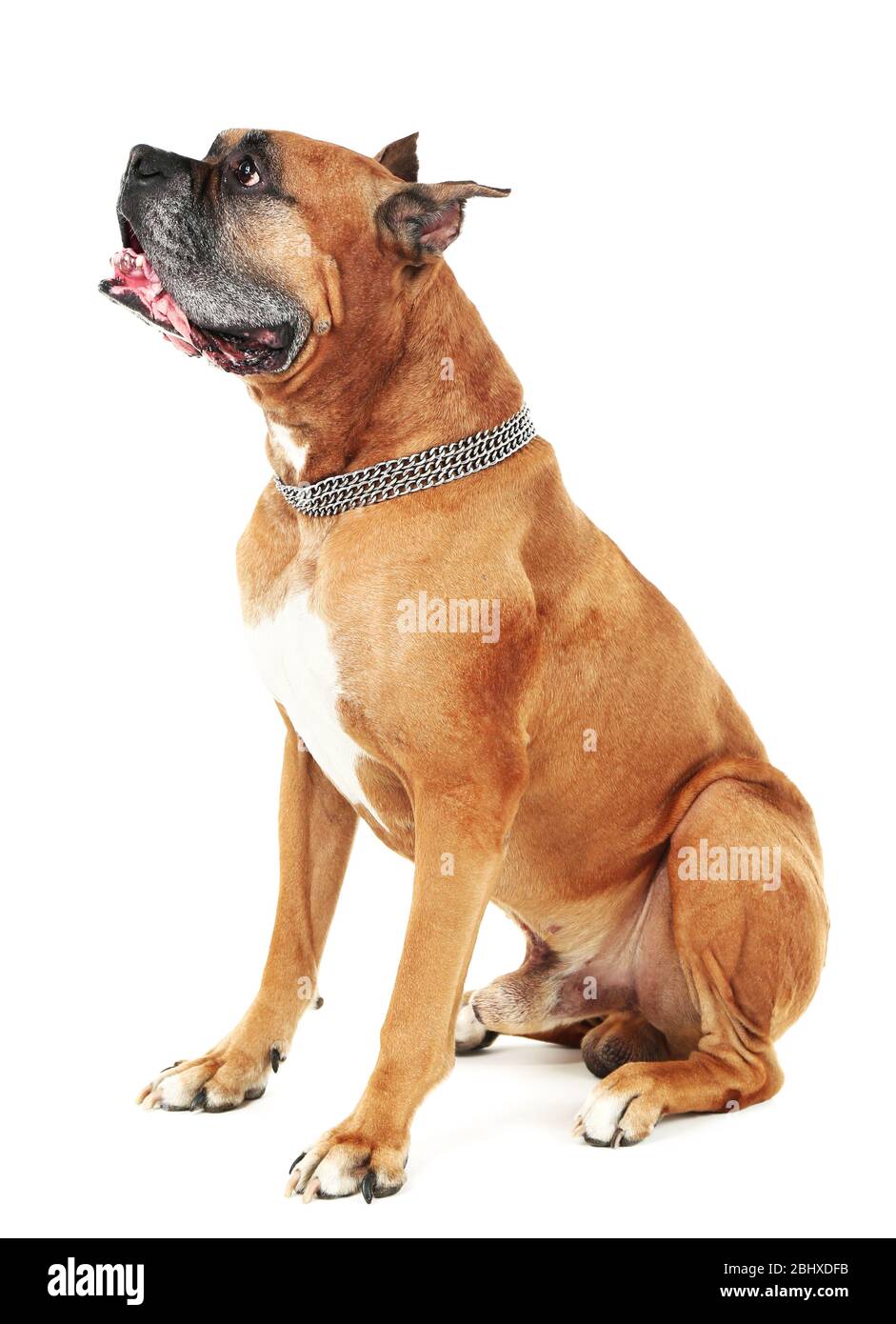 Cute dog isolated on white background Stock Photo - Alamy