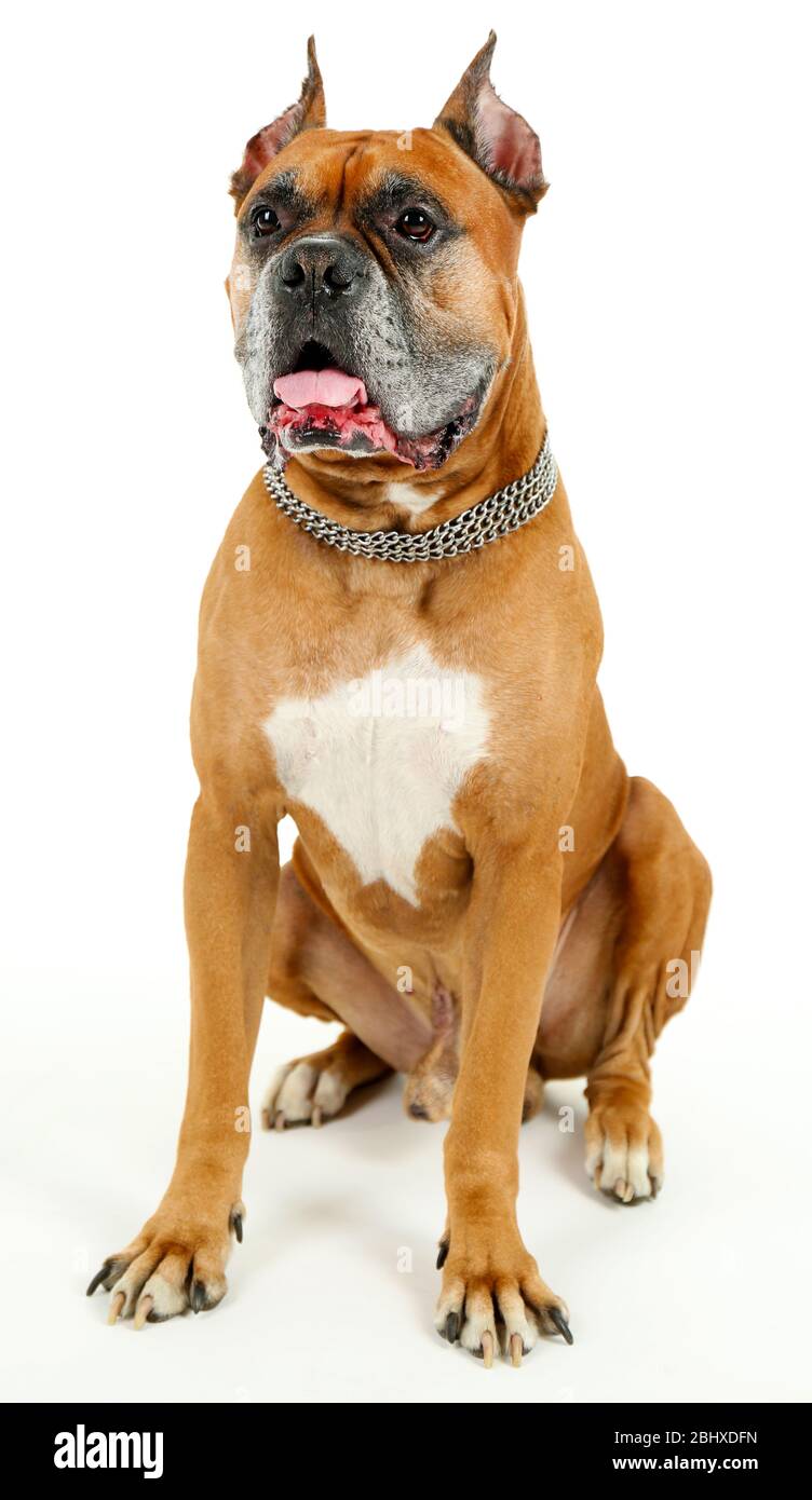 Cute dog isolated on white background Stock Photo - Alamy