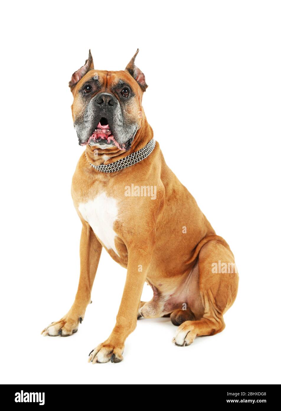 Cute dog isolated on white background Stock Photo - Alamy