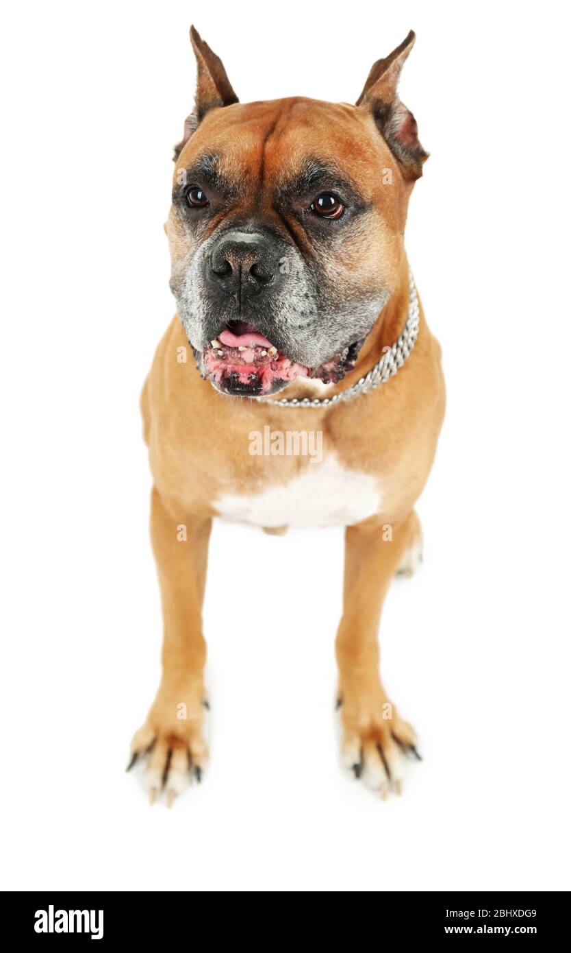 Cute dog isolated on white background Stock Photo - Alamy