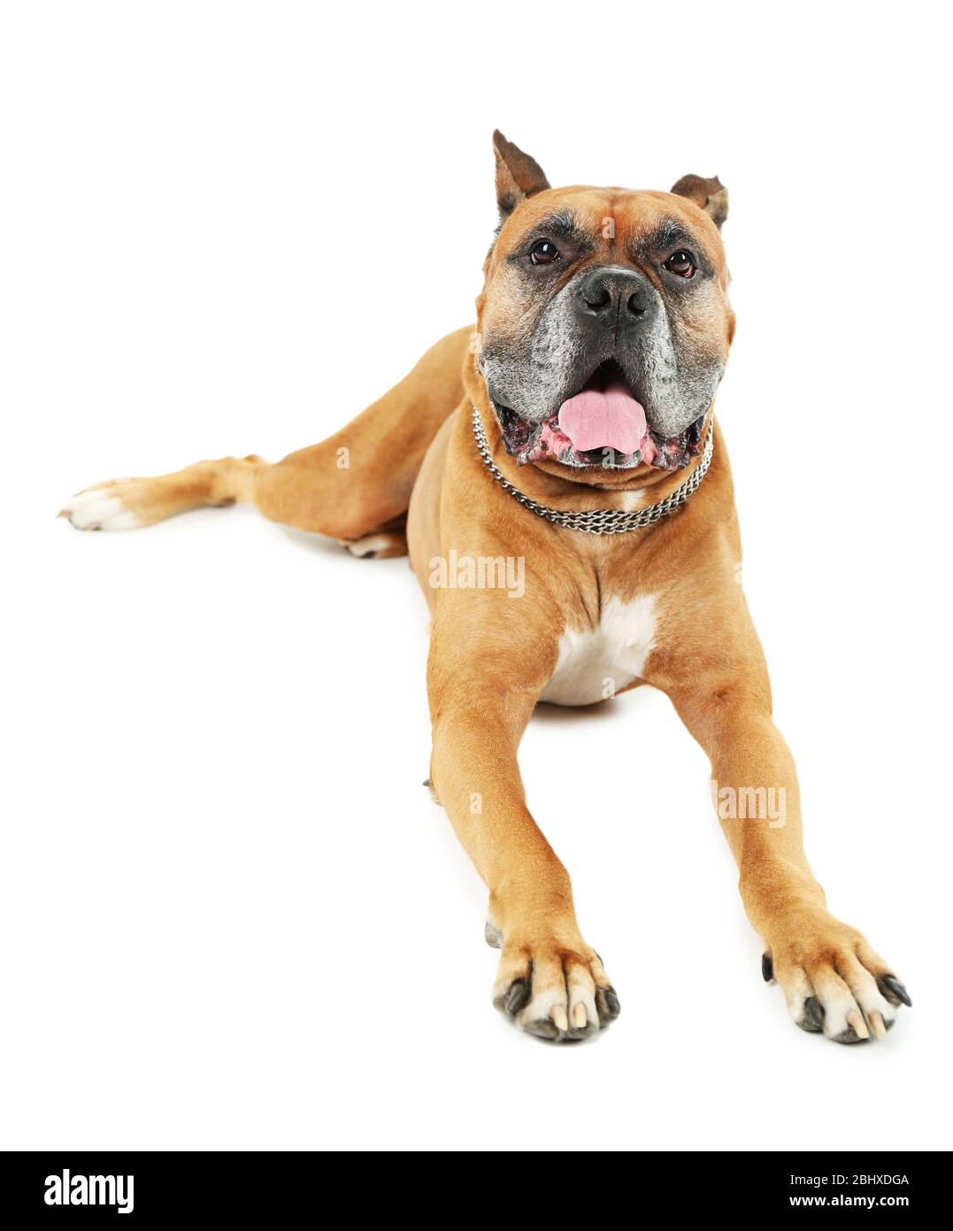 Cute dog isolated on white background Stock Photo - Alamy