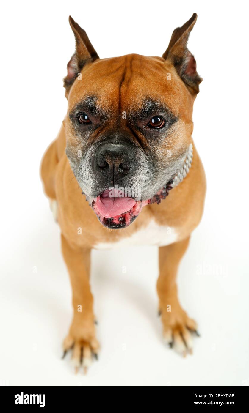 Cute dog isolated on white background Stock Photo - Alamy