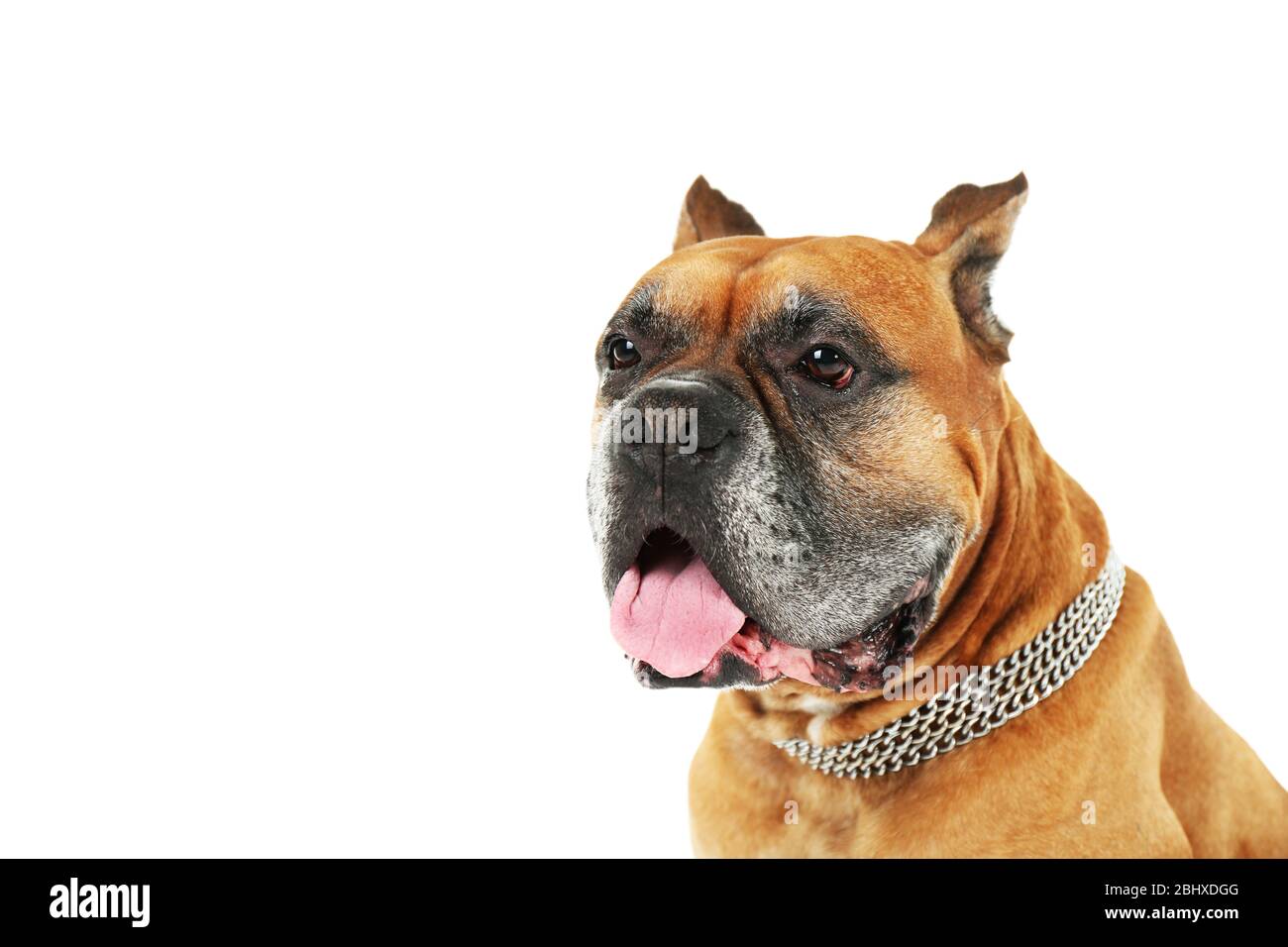 Cute dog isolated on white background Stock Photo - Alamy