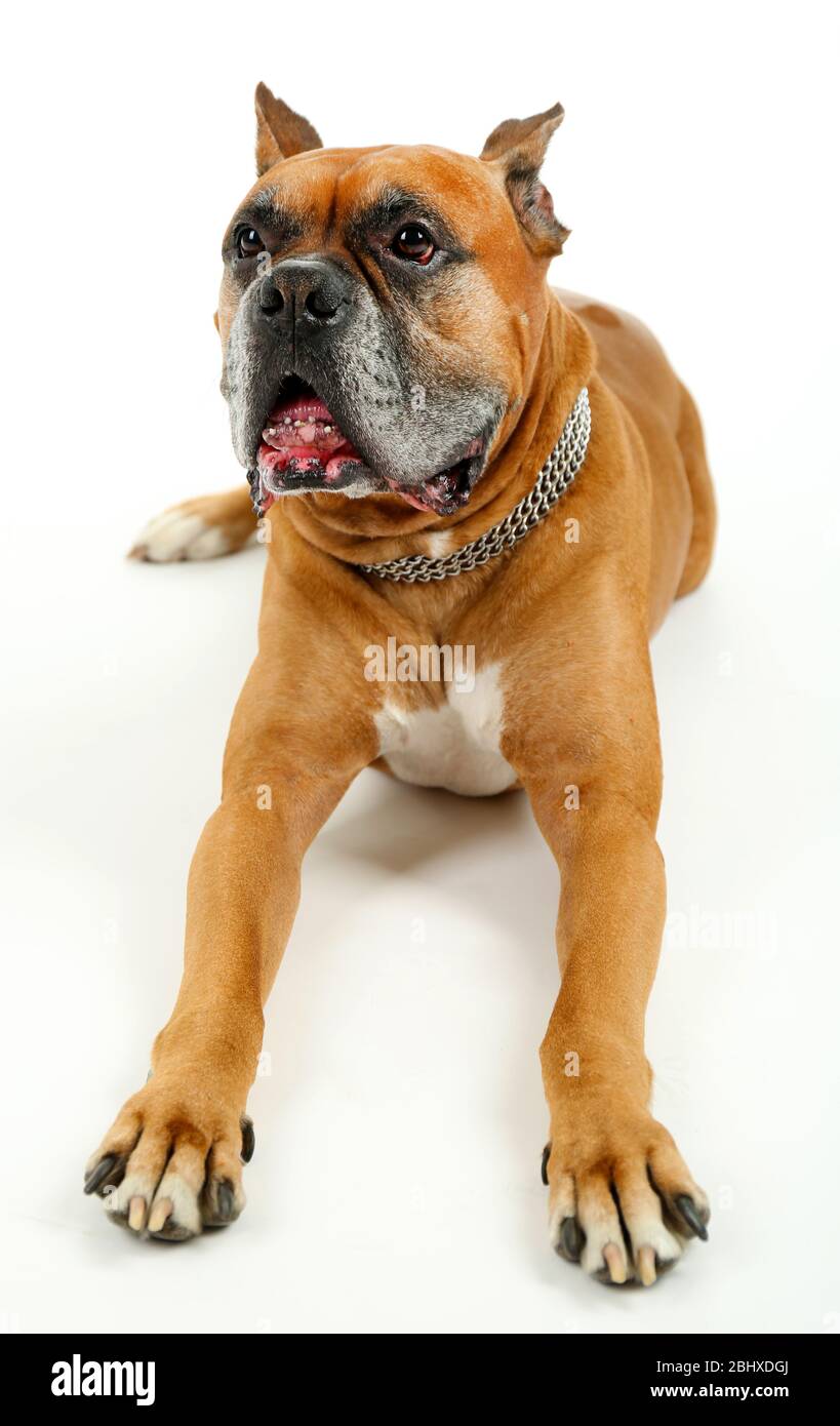 Cute dog isolated on white background Stock Photo - Alamy