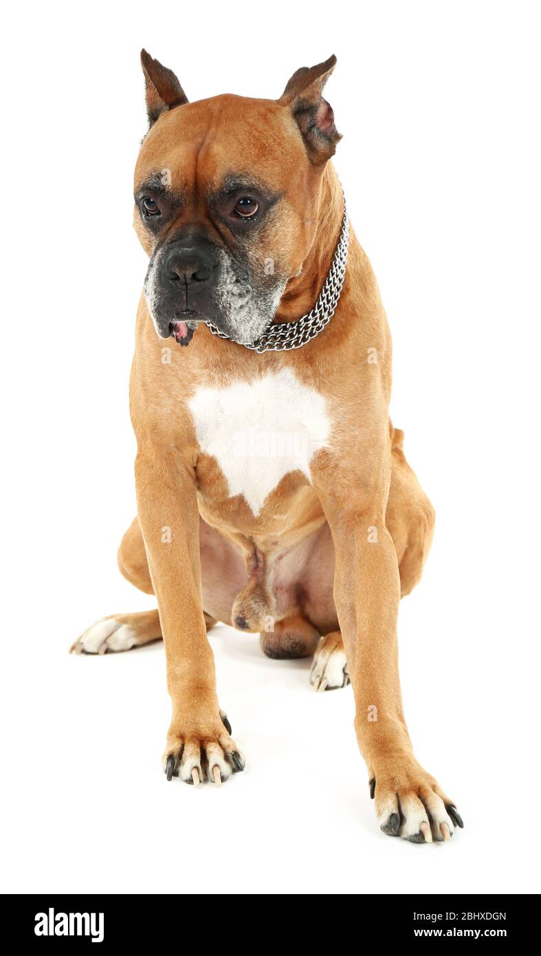 Cute dog isolated on white background Stock Photo - Alamy