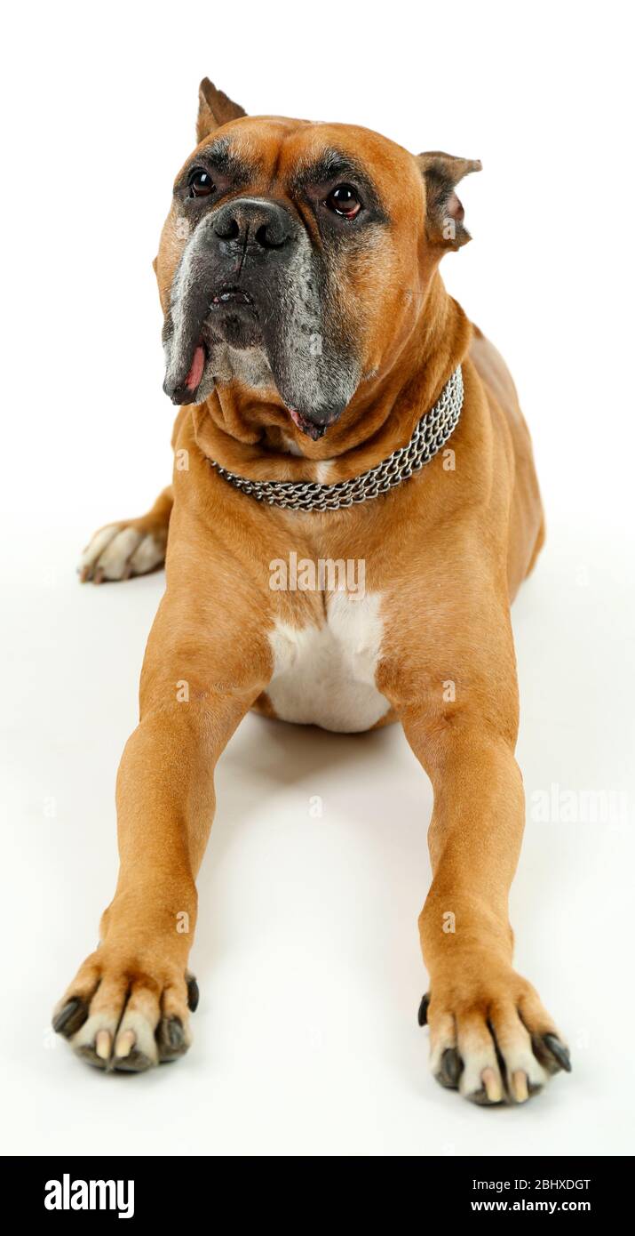Cute dog isolated on white background Stock Photo - Alamy