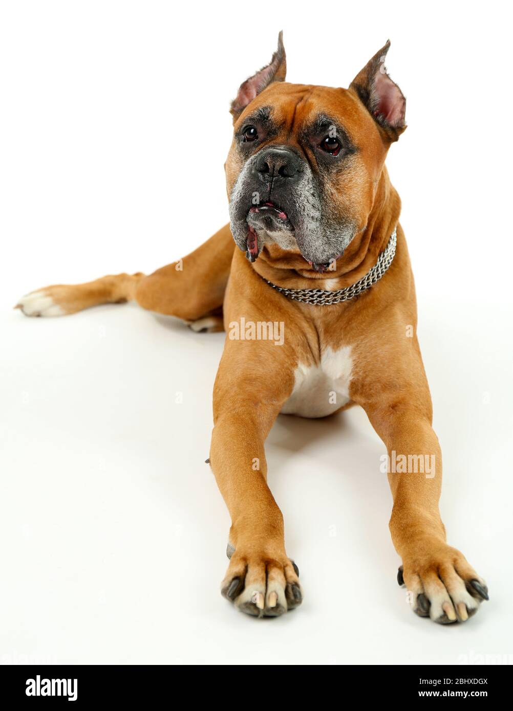 Cute dog isolated on white background Stock Photo - Alamy