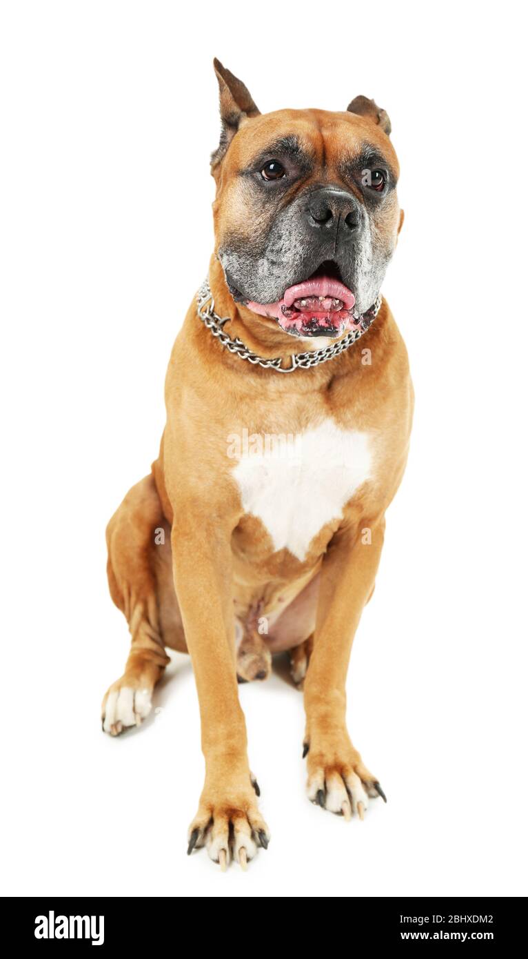 Cute dog isolated on white background Stock Photo - Alamy