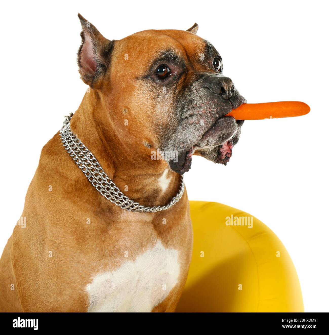 Dog eat dog game game show hi-res stock photography and images - Alamy