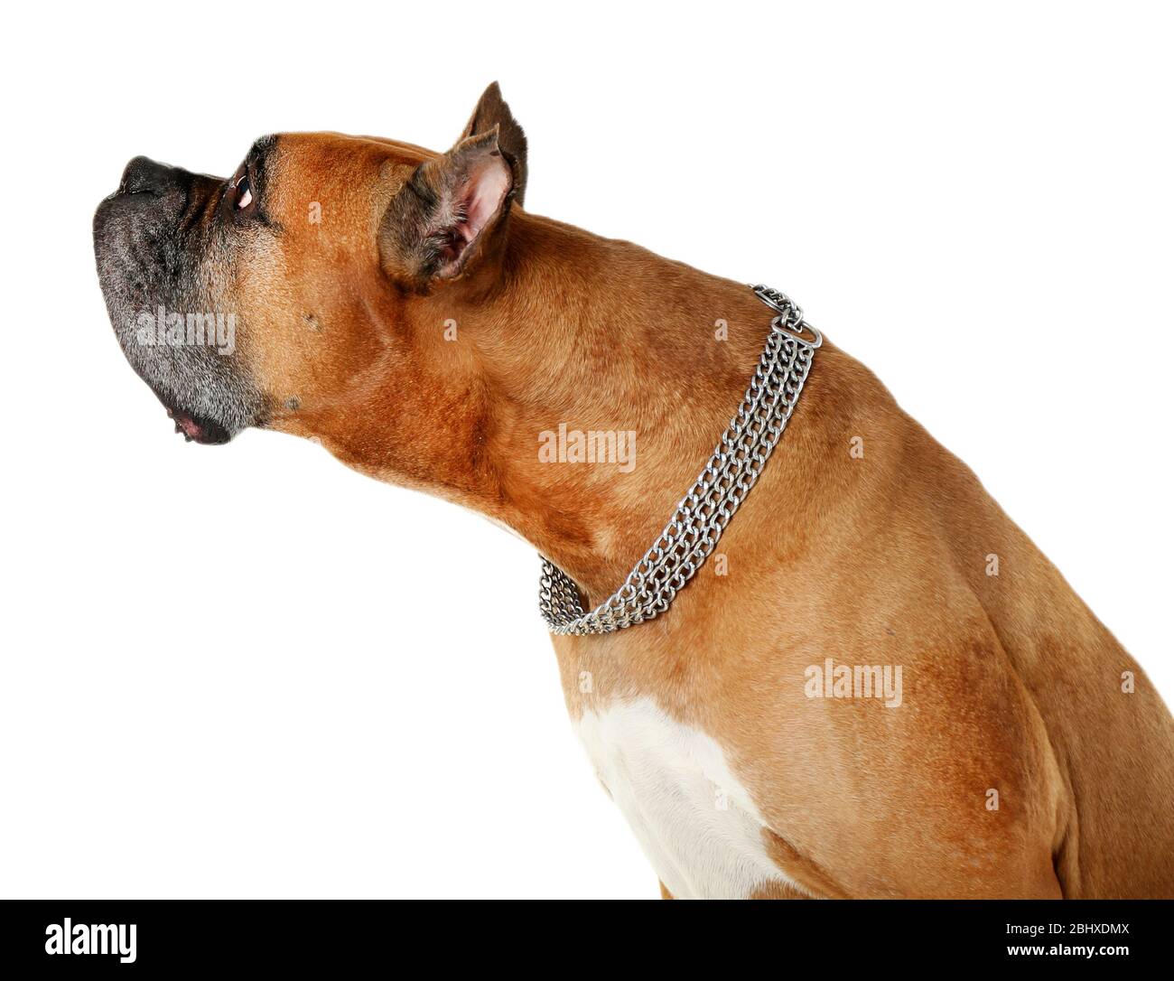 Dog Eat Dog Game Show