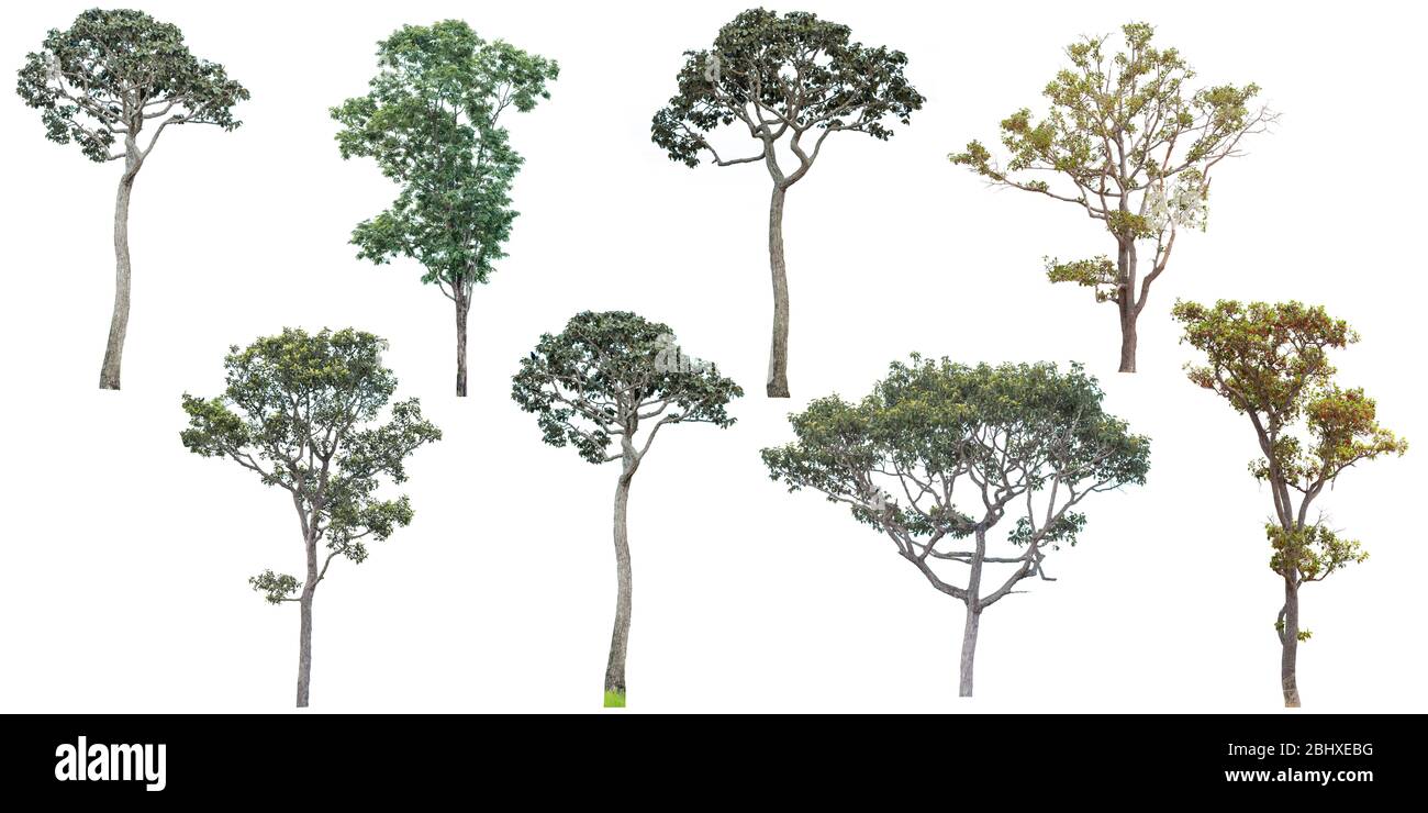 Collection of tree isolated on a white background Stock Photo - Alamy