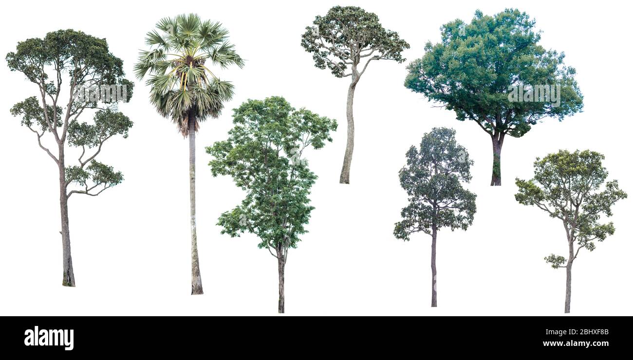 Collection of tree isolated on a white background Stock Photo - Alamy