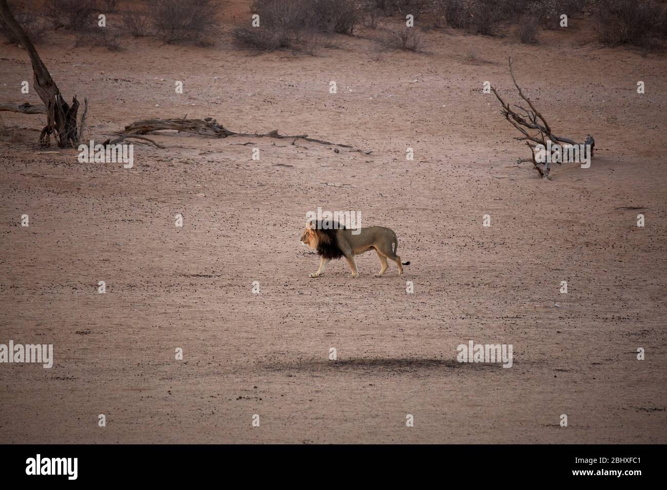 Kalahari Black-maned lion (Panthera leo), by Kalahari Tented Camp, Kgalagadi Transfrontier Park, South Africa Stock Photo