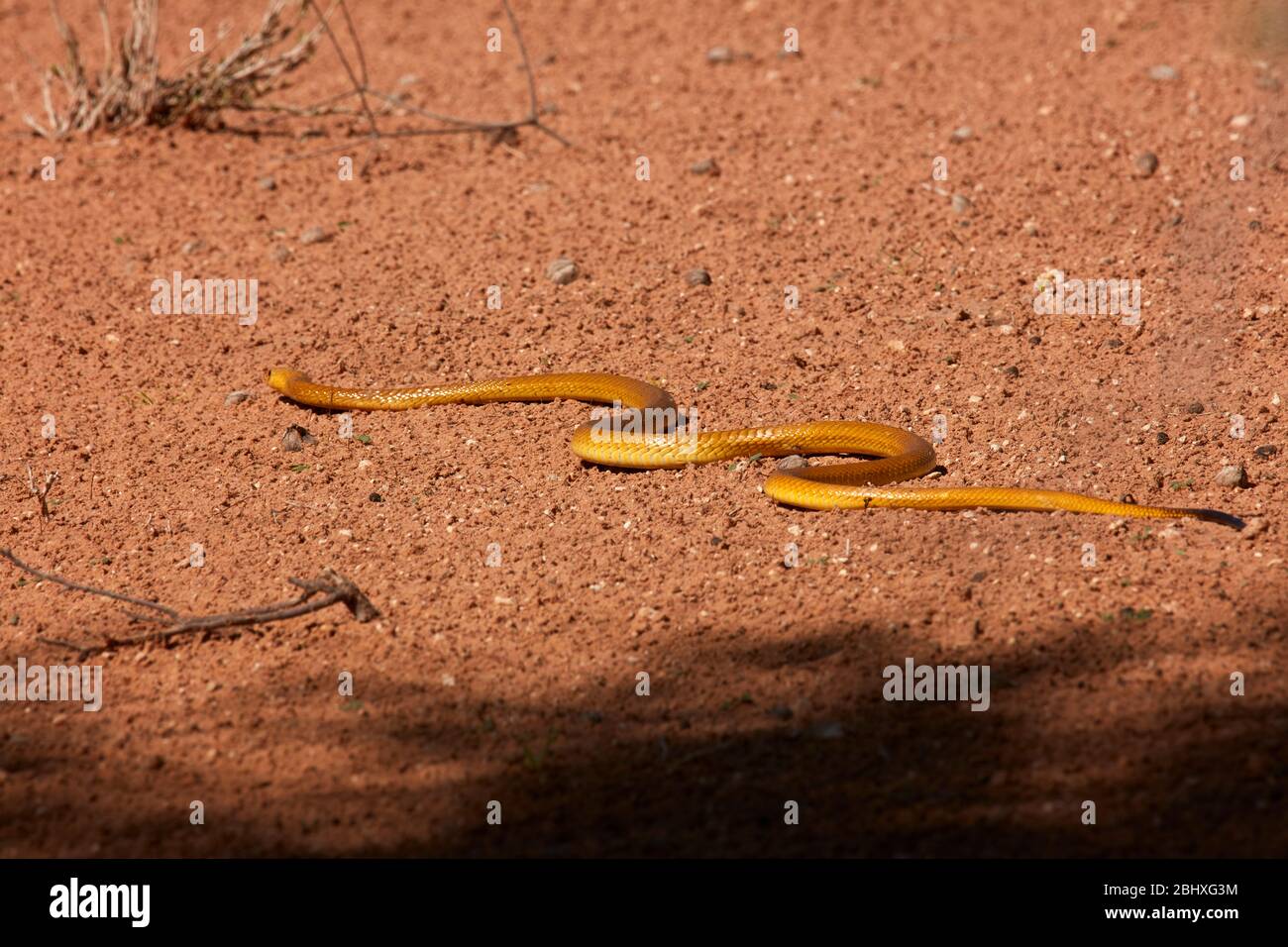 Cape cobra (Naja nivea), Kgalagadi Transfrontier Park, South Africa Stock Photo